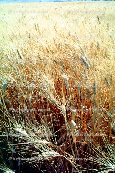 Wheat Fields