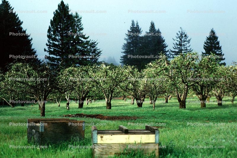 Gravenstein Apples, Occidental, California, bee pollinators, Fiore Lane