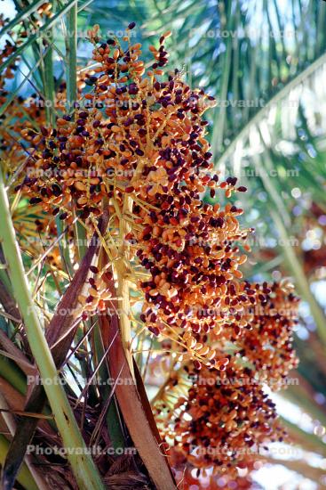 Palm Dates, San Diego, California