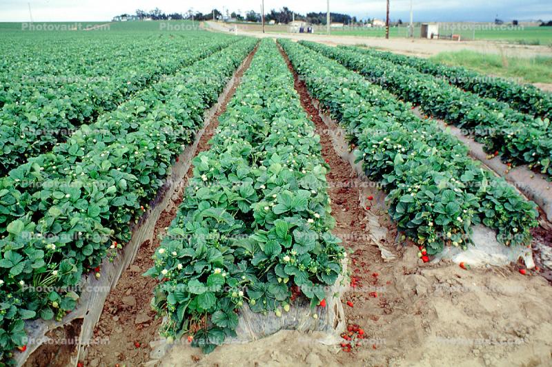Strawberries Fields, near Castroville, California