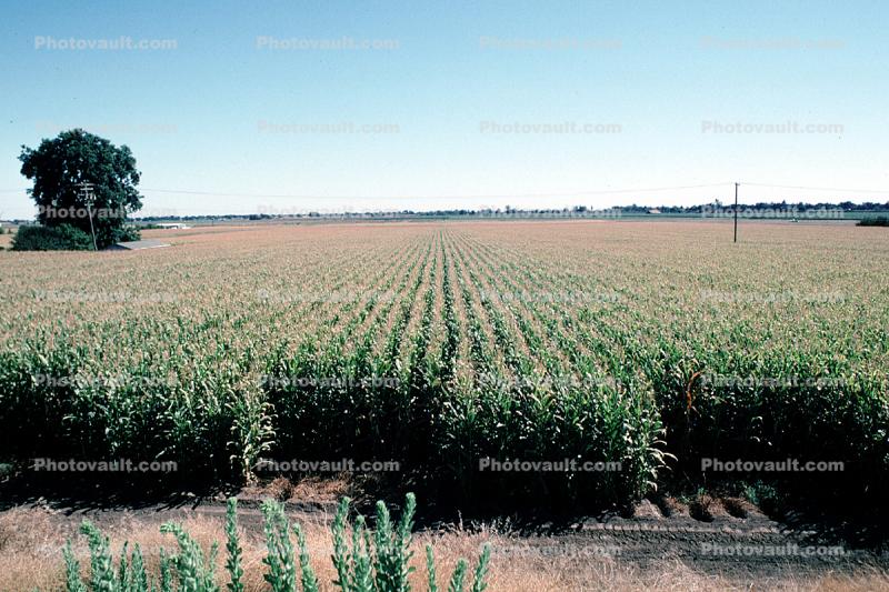Corn Field Rows, Corn, Cornfield, Fields