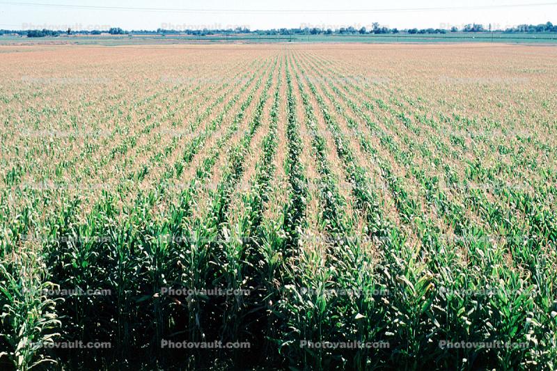 Corn Field Rows, Corn, Cornfield, Fields