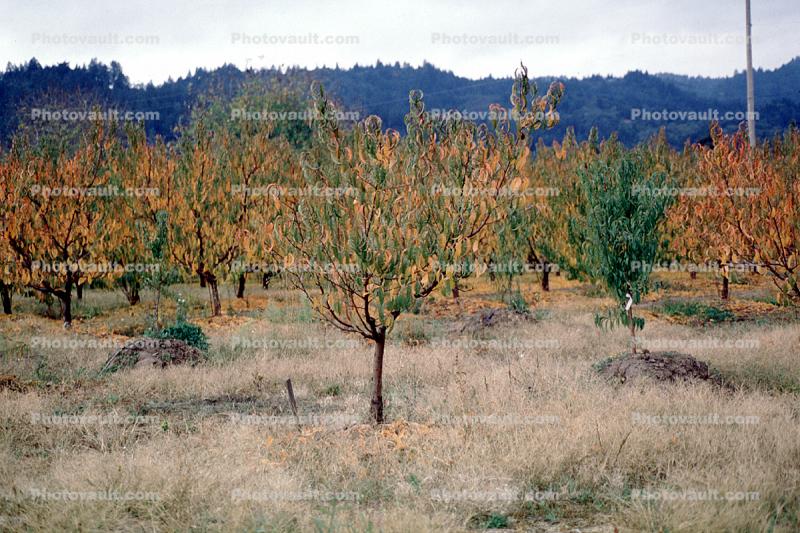 Peach Tree Orchard