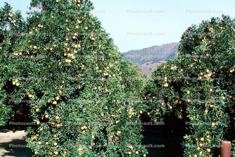 Orange Grove, orchard
