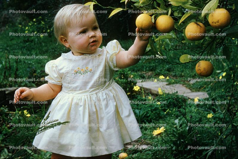 Child picking oranges from an orange tree, 1950s