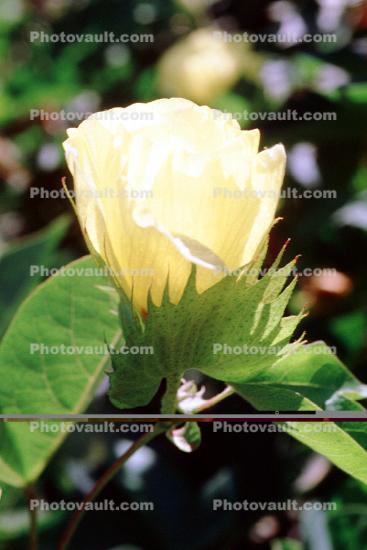 Cotton Flower, information, Cottonseed