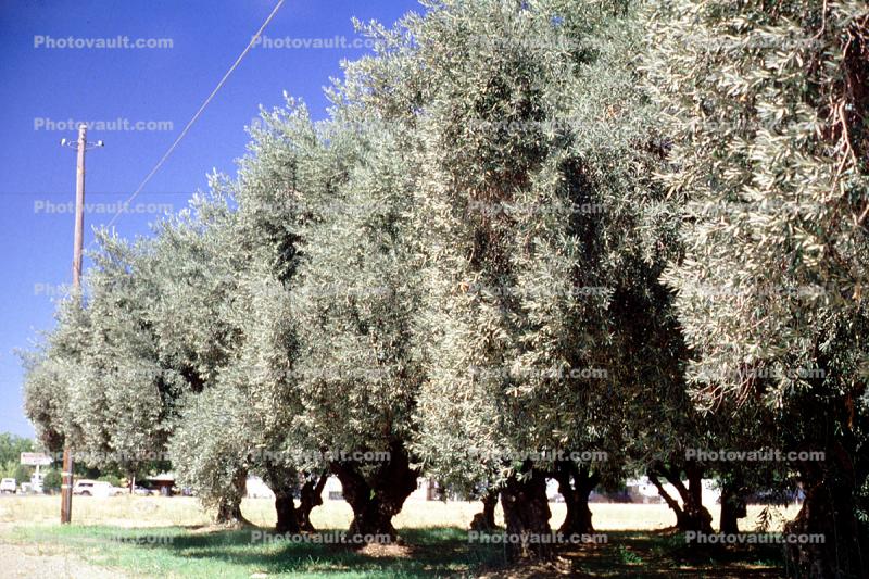 Olive Grove, trees