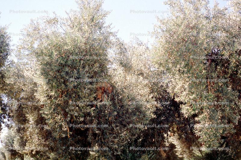 Olive Grove, trees