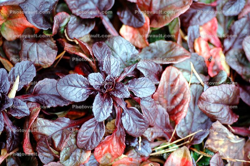 Carpet Bugleweed (Ajuga reptans), Lamiaceae