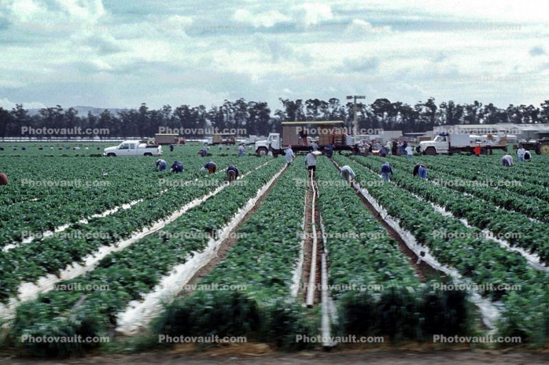Migrant Workers Harvesting, farmworkers, mountains, laborer