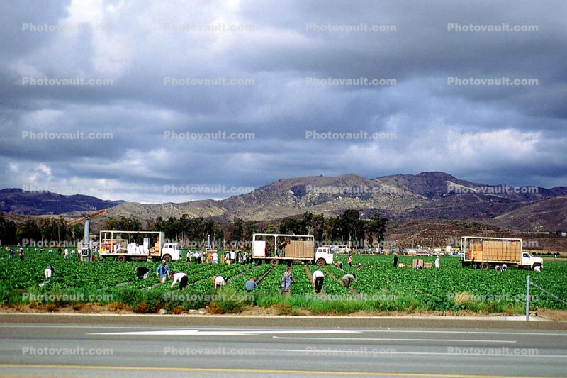 Migrant Workers Harvesting, farmworkers, mountains, laborer, trucks