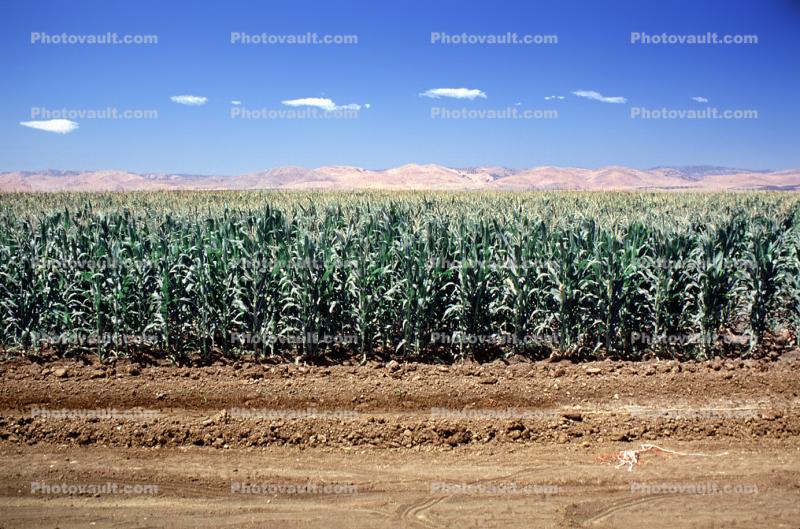 Corn Stalks, Corn, Field, Cornfield, dirt, soil