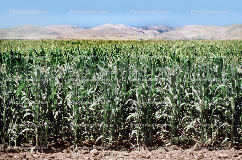 Corn Stalks, Corn, Field, Cornfield