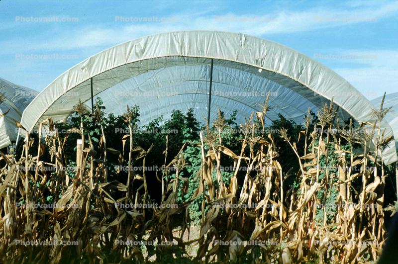 Corn, Tent, Cornfield, near Castroville, Central California Coast