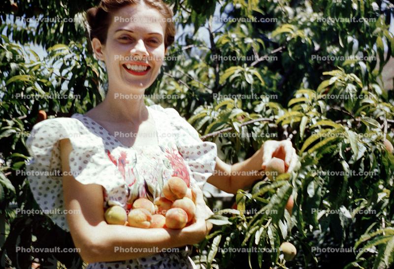 Woman Picks Peaches, Tree, Orchard, 1940s