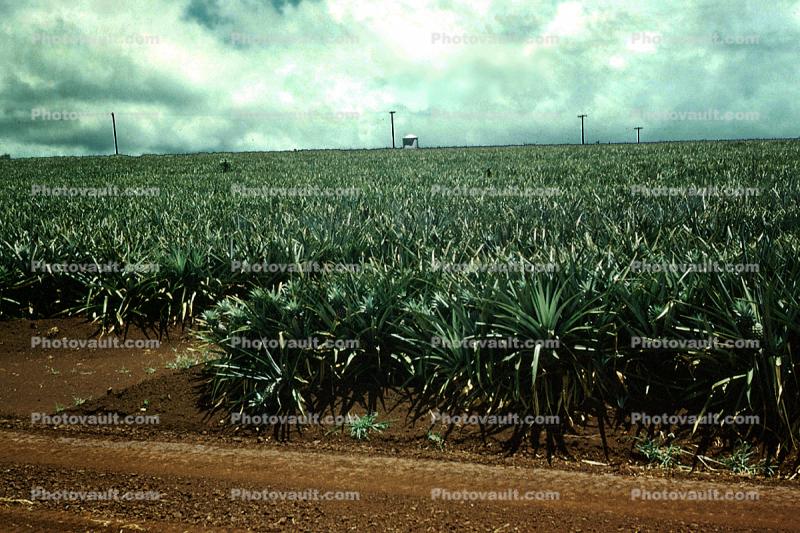 Pineapple Field, Pineapple Farm, Bromeliad, Poales, Bromeliaceae, Maui
