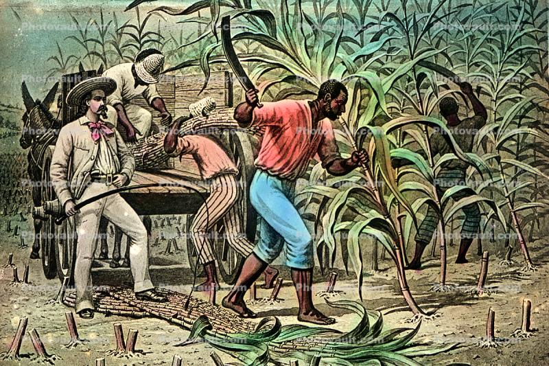 Southern Hospitality, Sugar Cane, White Racist, Slave Trade, Slave owner