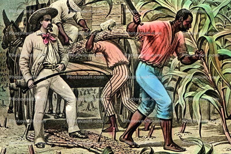 Sugar Cane, White Racist, Slave Trade, Slave owner, southern USA, Owner