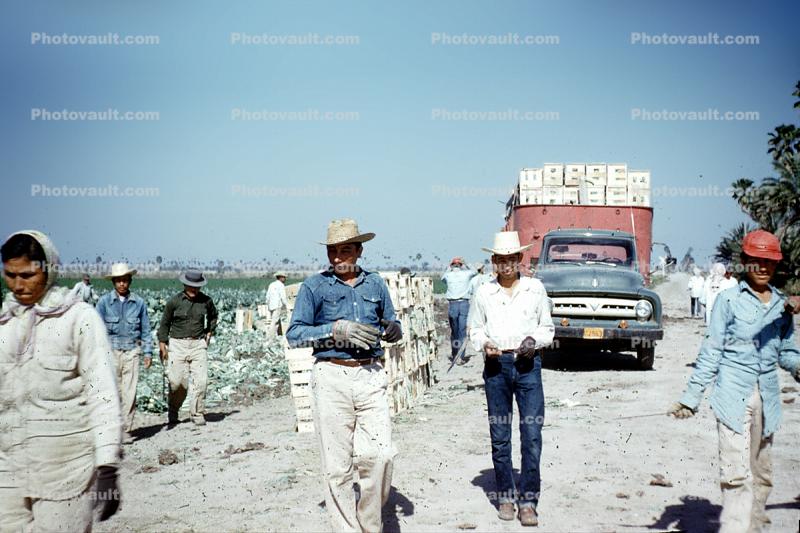 migrant farm labor, laborer, lettuce, farmworker, 1960s