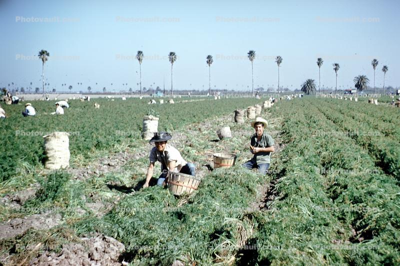 migrant farm labor, laborer, lettuce, farmworker, dirt, soil