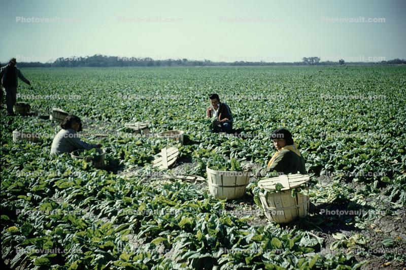 migrant farm labor, laborer, lettuce, farmworker
