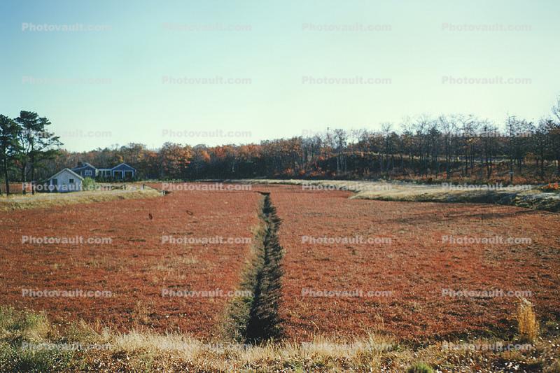 Cranberry Fields