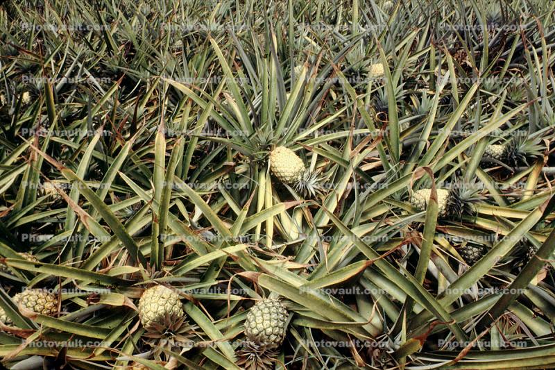Pineapple Fields, Hawaii, Plant, ready for harvesting, Pineapple Farm, Bromeliad, Poales, Bromeliaceae, Maui, dirt, soil