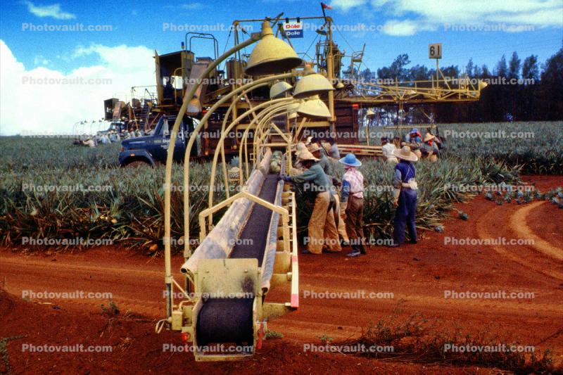 Pineapple Harvesting, Mechanization, Workers, Labor, Hawaii, Farmer, Pineapple Farm, Bromeliad, Poales, Bromeliaceae, dirt, soil, 1950s
