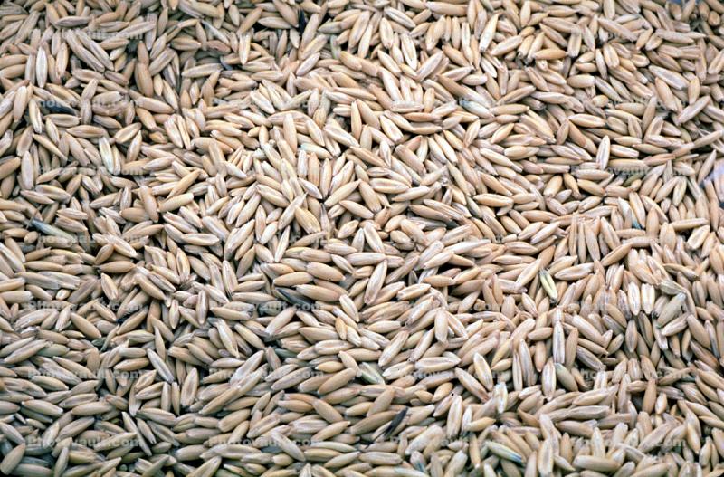 Grain of Wheat Texture