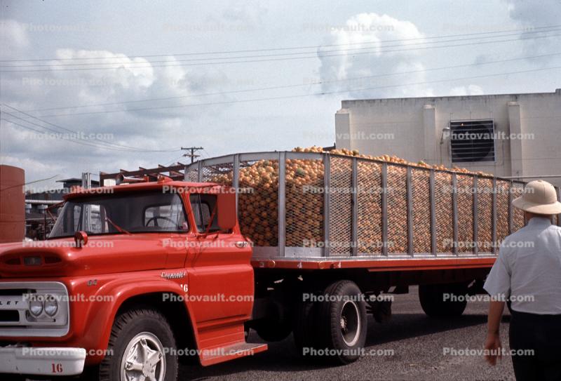 Ford Semi, Oranges, Donald Duck Orange Juice Processing Plant, Lake Wales, March 1969, 1960s