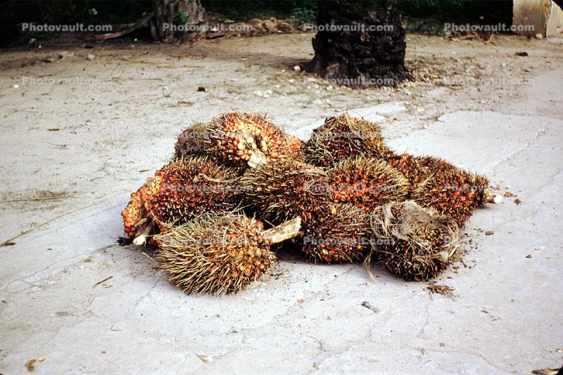 Palm Cones, Leopoldville, Congo, Africa, 1951