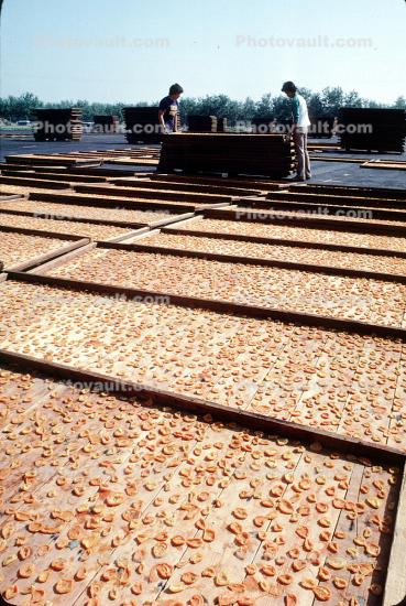 Solar Apricot Drying, Descant