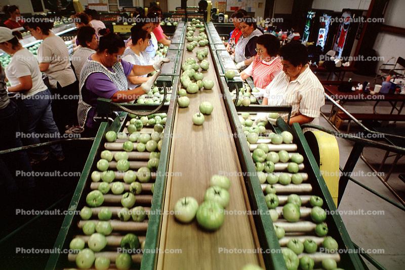 Apples, Assembly Line, Conveyer Belt