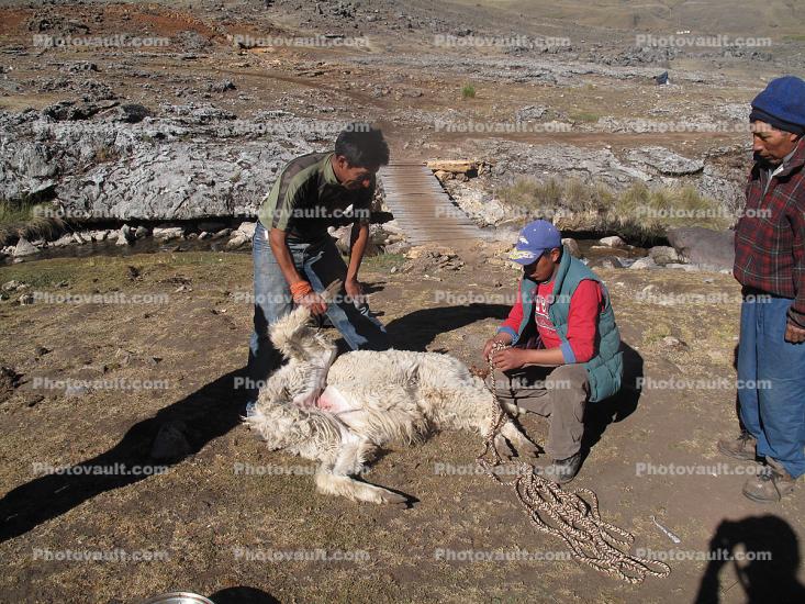Killing a Lama, slaughter