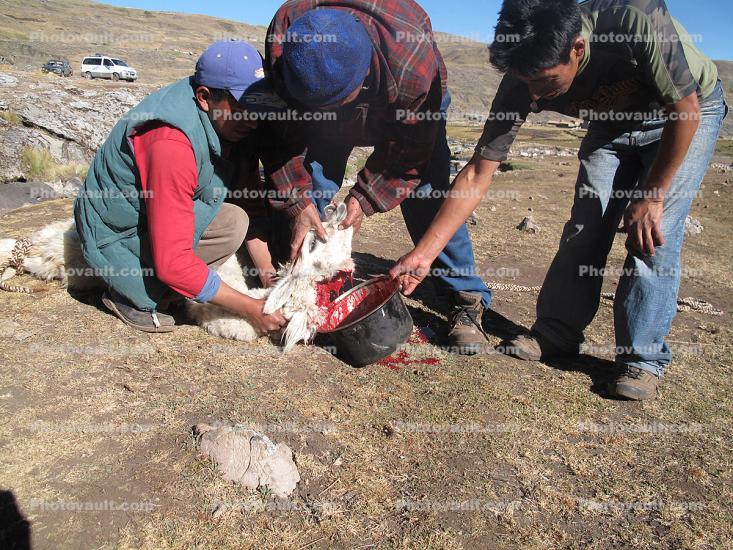Blood, Killing a Lama, slaughter