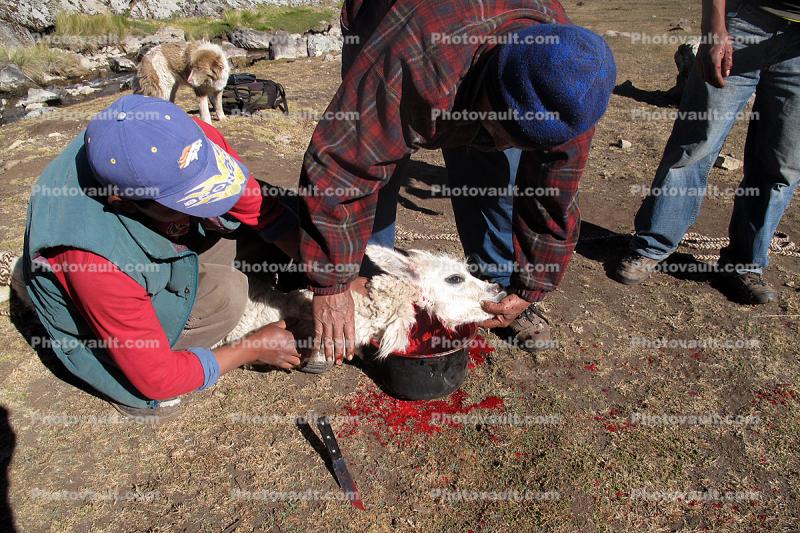 Killing a Lama