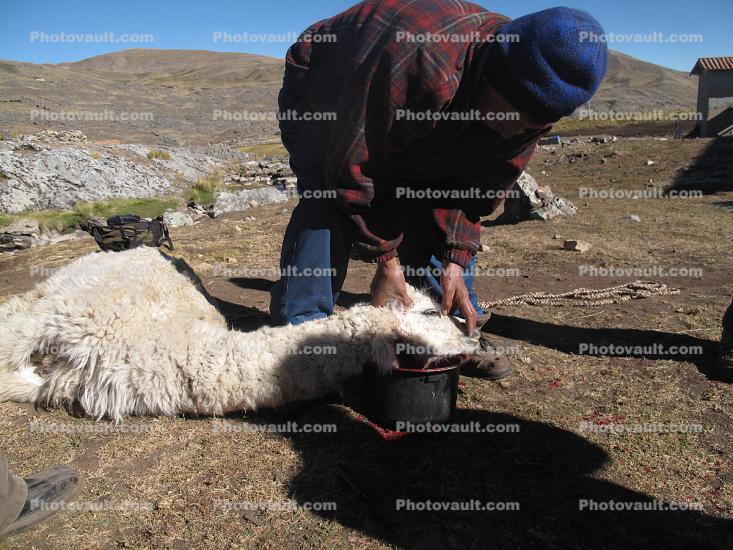 Killing a Lama