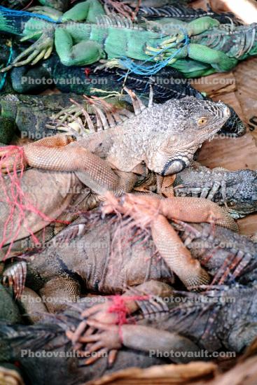 Iguanas await slaughter, San Salvador, El Salvador