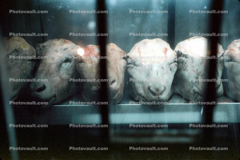 Goat Heads, meat, beheaded