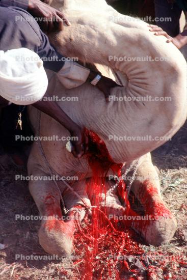 Camel Slaughter, Blood, bleeding neck