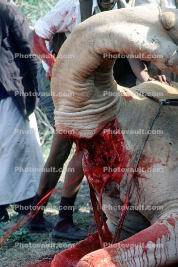 Camel Slaughter, Blood, bleeding neck, meat, killing