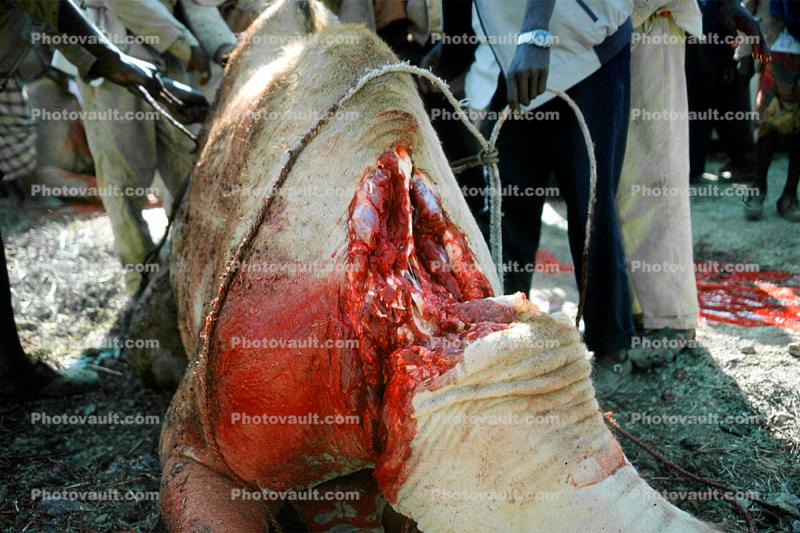 Camel Slaughter, Blood, bleeding neck, meat, killing