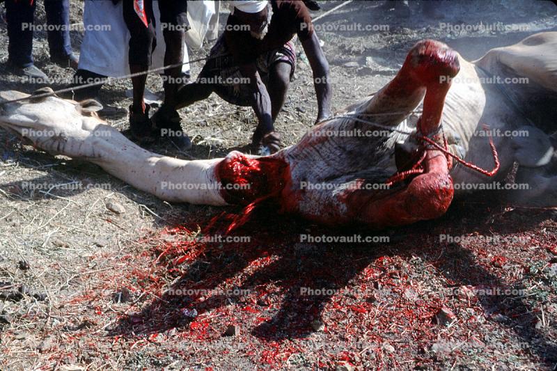Camel Slaughter, Blood, bleeding neck, meat, killing, dead animal
