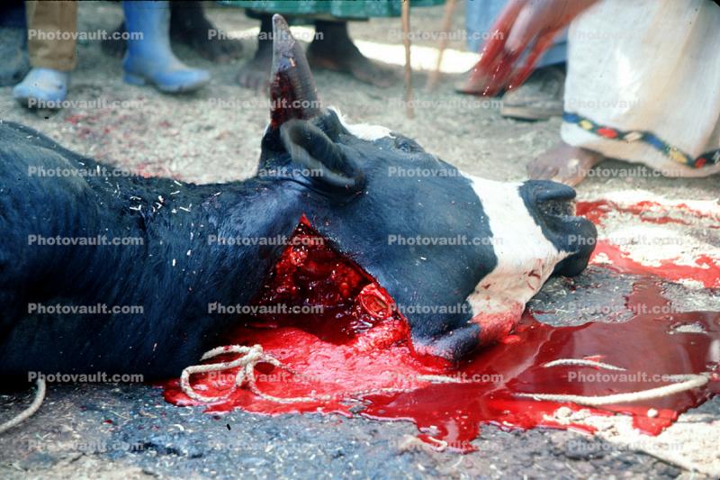 Cow Slaughter, Blood, bleeding neck, meat, killing, cattle