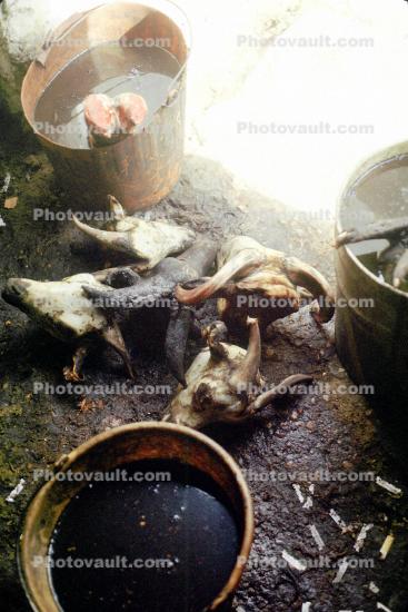Goat HEads, meat processing in Iran, Essaouira, Morocco