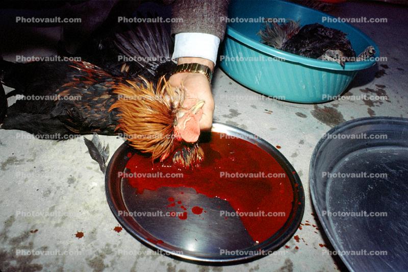 Chicken Slaughterhouse, Rooster Slaughter, Blood, bleeding neck, meat, killing, bird