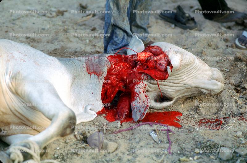 Dead Cow, cattle, blood, red meat, kill, killed, Touba, Senegal