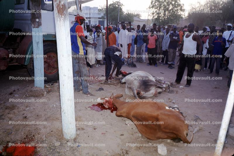 slaughter, crowds, Dead Cow, cattle, blood, red meat, kill, killed, Touba, Senegal