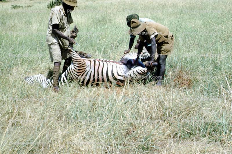 Zebra Slaughter, meat, killing, safari, hunters, 1950s