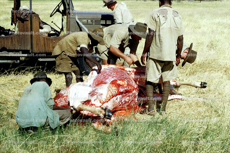 safari, hunters, 1950s